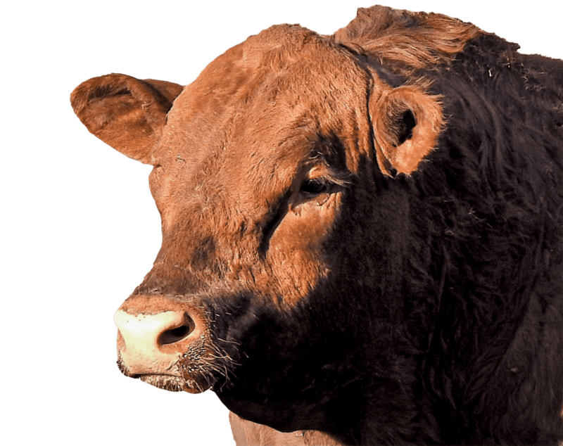 Vaca cafe