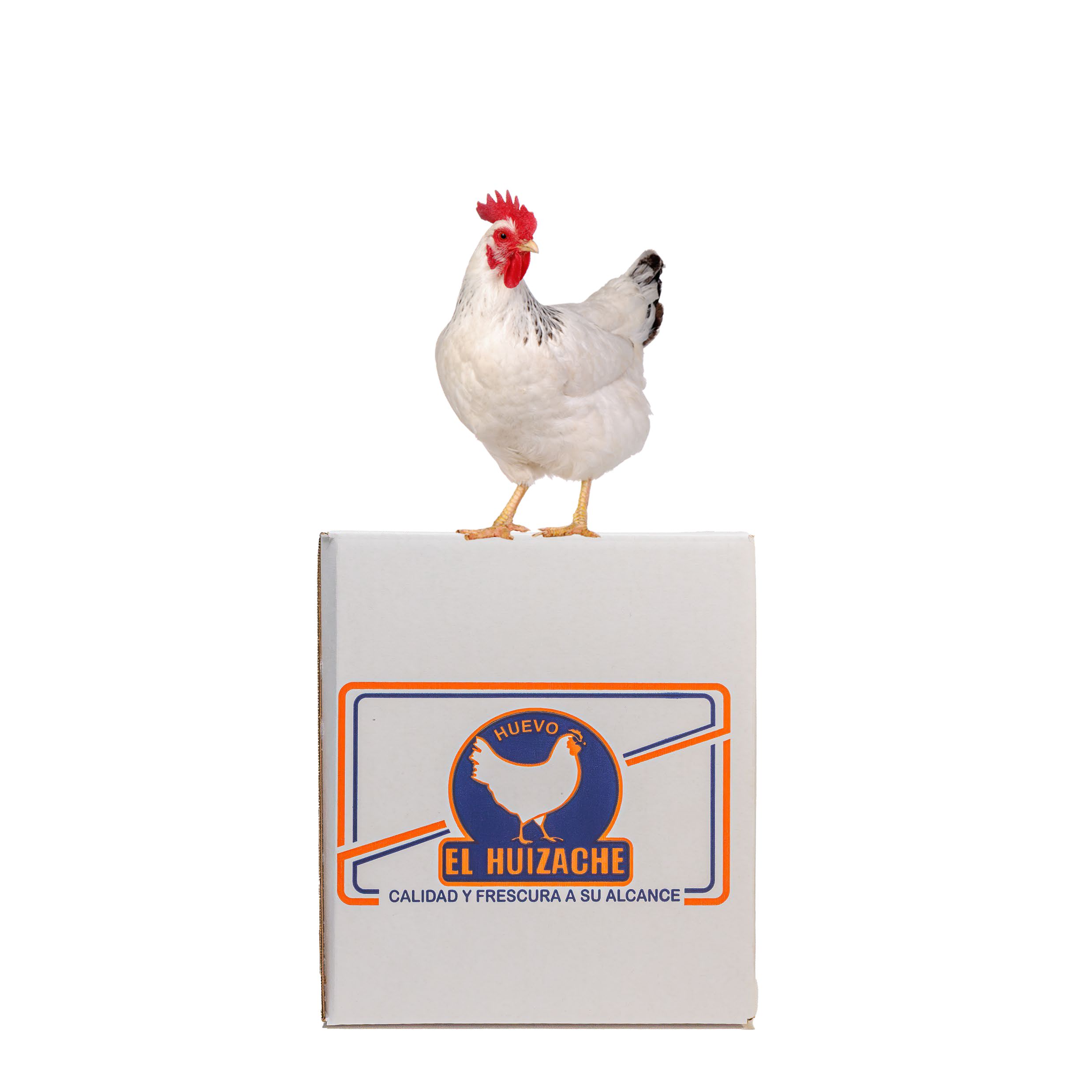 Imagen gallina