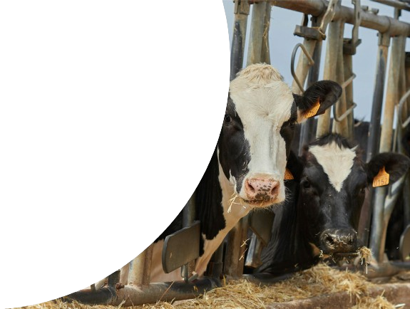 Vacas comiendo